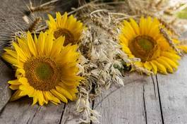 Obraz na płótnie słonecznik owies zboże pyłek lato