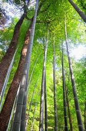 Plakat bambus witalność japonia klon pęd