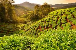 Fotoroleta dolina herbata wzgórze