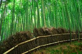 Obraz na płótnie japonia azja drzewa ścieżka