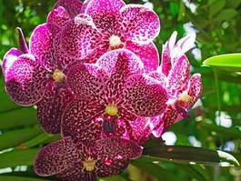 Fotoroleta kwiat bukiet ogród tropikalny