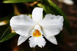 Naklejka orhidea natura tropikalny