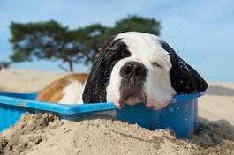 Naklejka natura woda lato zwierzę pies