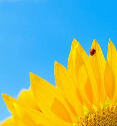 Plakat słonecznik lato kwiat tło żółty