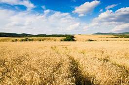 Fototapeta wiejski pejzaż ziarno pszenica