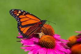 Fotoroleta motyl ogród ameryka północna natura ogrodnictwo