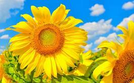 Plakat lato słonecznik pole kwiat jasny