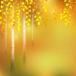 Naklejka jesień brzoza drzewa las natura