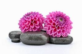 Fotoroleta kwiat bazalt kwitnący