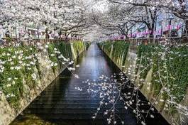 Naklejka drzewa tokio azjatycki kwitnący japoński