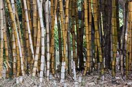 Naklejka bambus japoński roślina