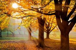Fototapeta słońce las jesień