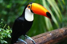 Obraz na płótnie brazylia ptak ameryka południowa tukan