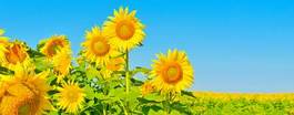 Obraz na płótnie słonecznik pole kwiat