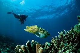 Fotoroleta mięczak wyspa ryba podwodne