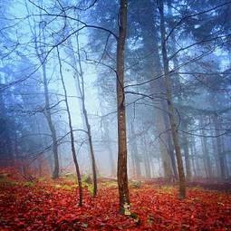 Naklejka dziki las jesień