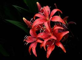 Fotoroleta spokojny kwiat roślina woda tropikalny