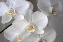 Plakat kwiat piękny storczyk tło biały