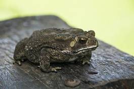Obraz na płótnie dziki natura płaz żaba