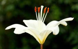 Fotoroleta ogród roślina kwitnący kwiat świeży