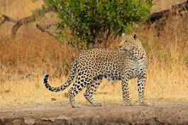 Fotoroleta fauna dziki safari afryka