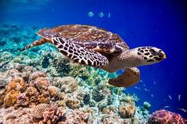 Fotoroleta zwierzę malediwy piękny rafa żółw