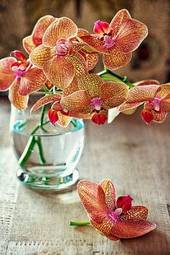 Plakat kwiat fiołek piękny tropikalny