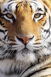 Naklejka piękny tygrys twarz kot