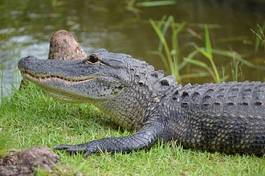 Naklejka woda bezdroża krokodyl