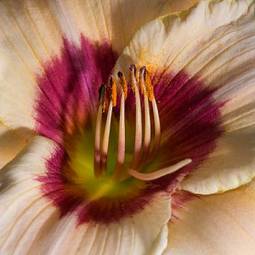 Fotoroleta pyłek kwiat natura