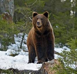 Naklejka niedźwiedź śnieg las fauna zwierzę