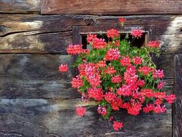 Fotoroleta kwiat góra schronisko