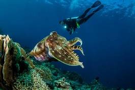 Obraz na płótnie ryba indonezja wyspa podwodne