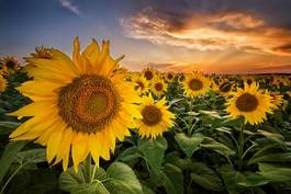 Plakat rolnictwo słonecznik niebo kwiat natura