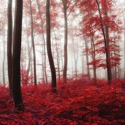 Fotoroleta dziki jesień drzewa
