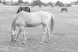 Fotoroleta natura pole koń łąka zwierzę