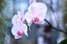 Fotoroleta tropikalny kwiat storczyk roślina