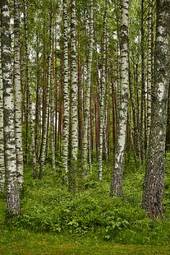 Fototapeta roślinność trawa natura drzewa