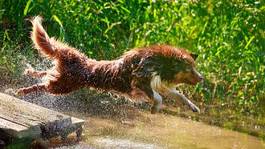 Naklejka pies natura woda zwierzę lato