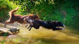 Obraz na płótnie woda lato pies park zwierzę