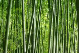 Fotoroleta krajobraz ładny las bambus