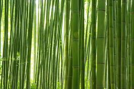 Fotoroleta las krajobraz bambus ładny roślina