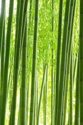 Naklejka bambus las ładny słońce roślina