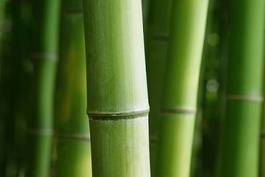 Naklejka roślina las bambus ładny krajobraz