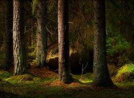 Obraz na płótnie sosna las natura szwecja