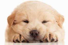Obraz na płótnie ładny pies szczenię ssak
