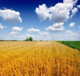 Obraz na płótnie zboże pszenica niebo jedzenie