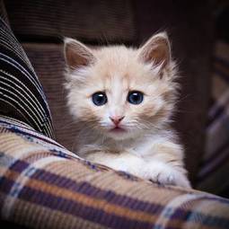 Fototapeta mały zaskoczony kociak