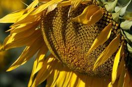 Naklejka słonecznik słońce kwiat pole roślina