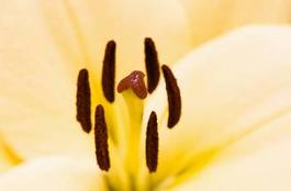 Naklejka kwiat roślina narcyz